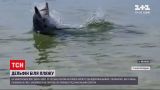 Новости Украины: на Кинбурнской косе дельфин охотился за рыбой и устроил шоу для отдыхающих