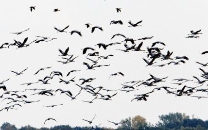 Масова загибель "червонокнижних" журавлів в Асканії Нові: птахи отруїлися зерном