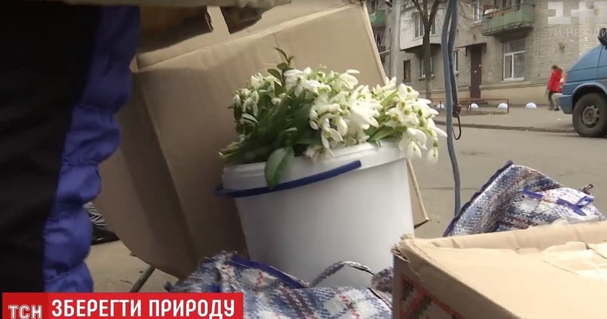 Дефицит запрещенных цветов: крупные штрафы напугали продавцов подснежников 8 марта