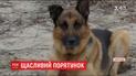 У Запоріжжі вівчарка знайшла покинуту новонароджену дитину