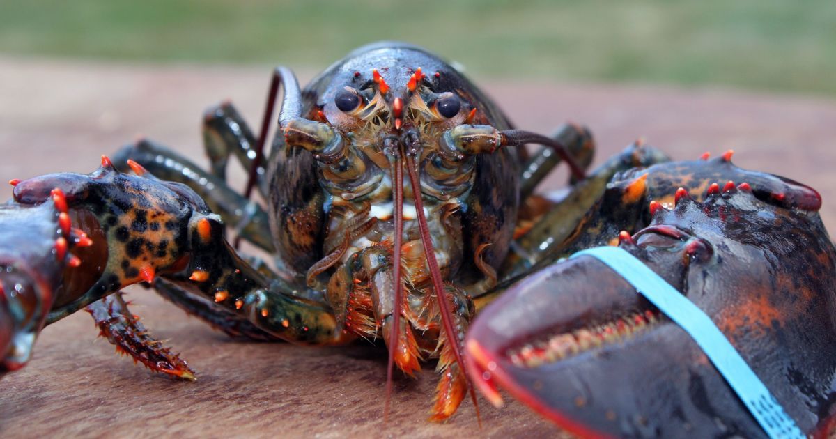 Туристка заказала лобстера и шокировала своим поступком