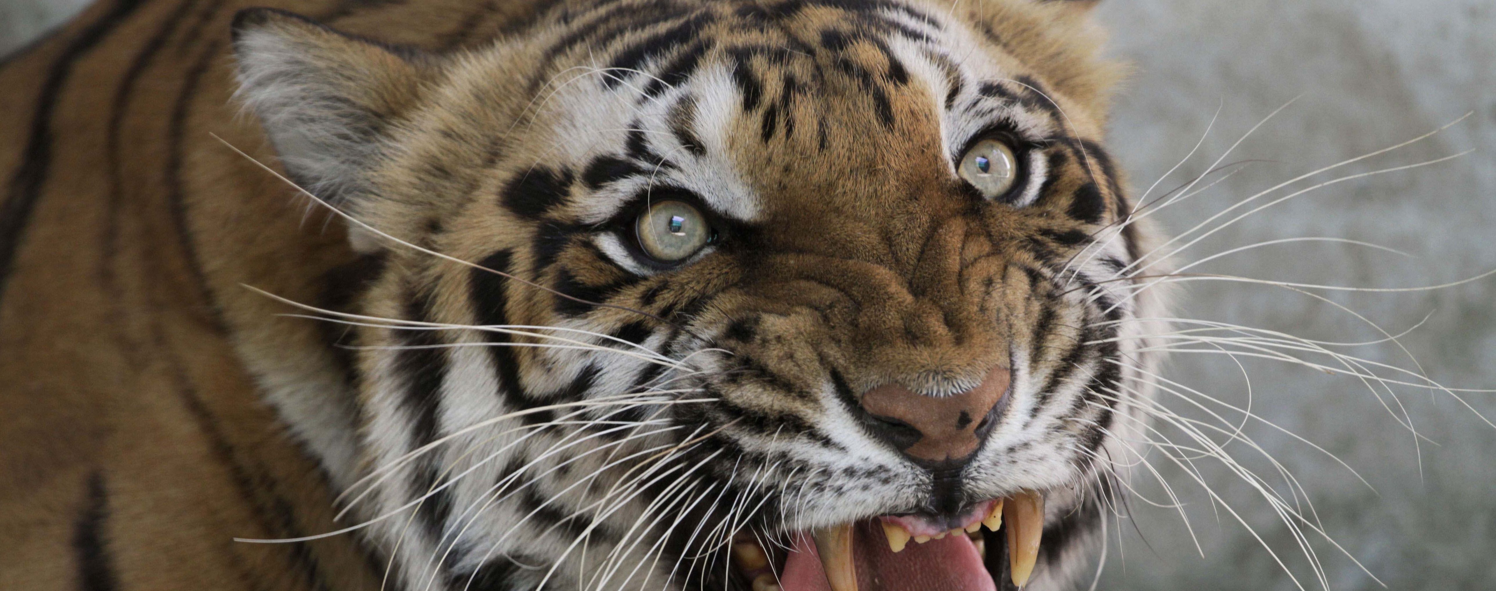 В Индии тигрица убила работника зоопарка