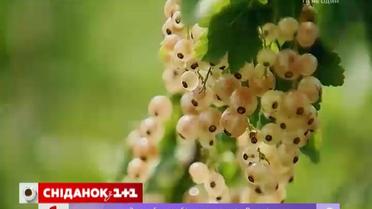 Зачем выращивать порички