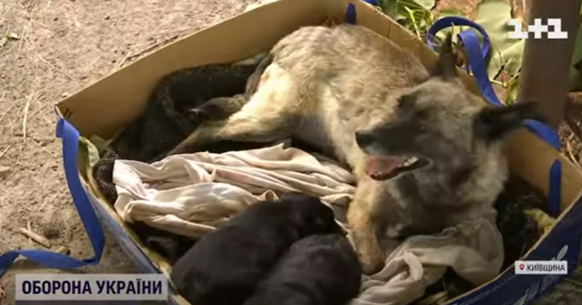 Макарівська Хатіко: історія собаки, яка п'ять місяців чекала на своїх господарів (відео)