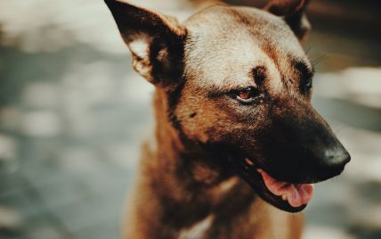 Собачья тюрьма: в Харькове зоозащитники освободили из квартиры десятки животных
