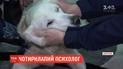 В Донецкой области работает собака-психолог для пожарных