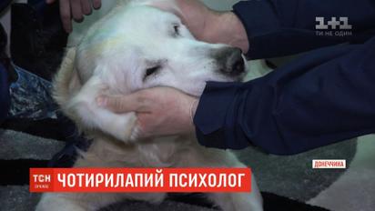 В Донецкой области работает собака-психолог для пожарных