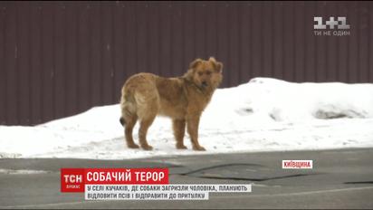 Собаки продолжают терроризировать село на Киевщине