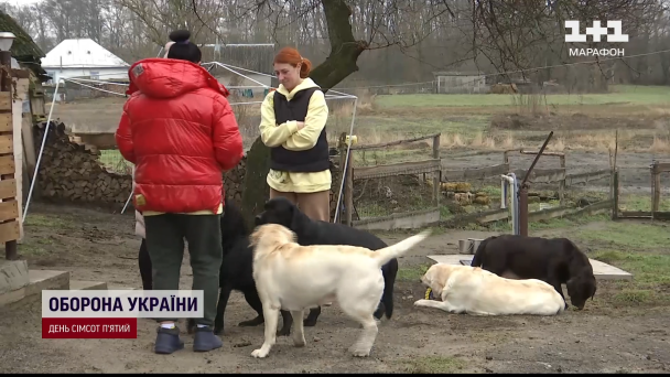 Родина Зеленських із собаками