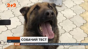 В Сумах студенты с преподавателями аграрного университета собираются научить собак определять ковид