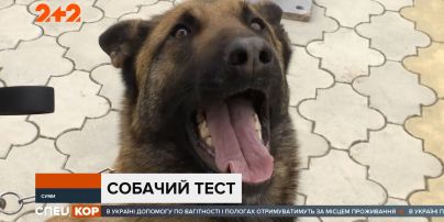 В Сумах студенты с преподавателями аграрного университета собираются научить собак определять ковид