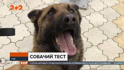 У Сумах студенти із викладачами аграрного університету збираються навчити собак визначати коронавірус