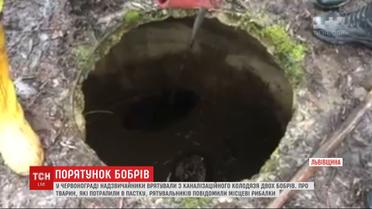 Спасатели вытащили из канализационного колодца двух бобров во Львовской области