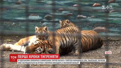 Пухнастий смугастик: в Одесі народилося маленьке тигреня