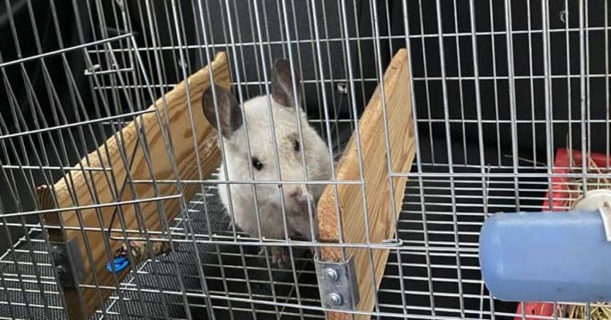 З-під завалів будинку у Дніпрі витягли клітку з шиншилою: що сталося із власницею тварини