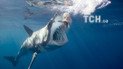 В Іспанії вбили акулу, що тероризувала тамтешніх туристів