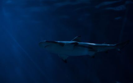 В одном из крупнейших заливов Гавайев акула потерзала серфера