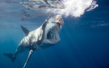 Ужасающий трюк: австралийский серфер проплыл над челюстями акулы
