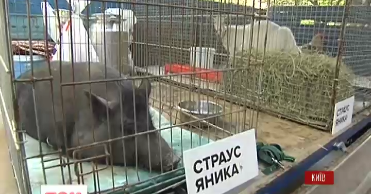 Страусам ехать в Киев запретили ветеринары