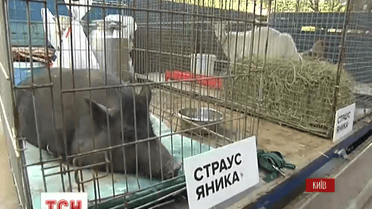 Под ГПУ собрались свиньи, куры, козы и активисты Межигорья