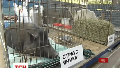 Под ГПУ собрались свиньи, куры, козы и активисты Межигорья