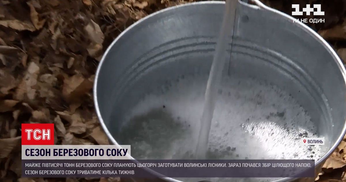 Новини україни: на волині лісники планують заготовити майже 500 тонн березового соку