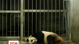 В Китайском исследовательском центре на свет появилась маленькая панда