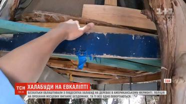 Евкаліптові мешканці: у Фермонті безхатьки збудували собі оселі на деревах