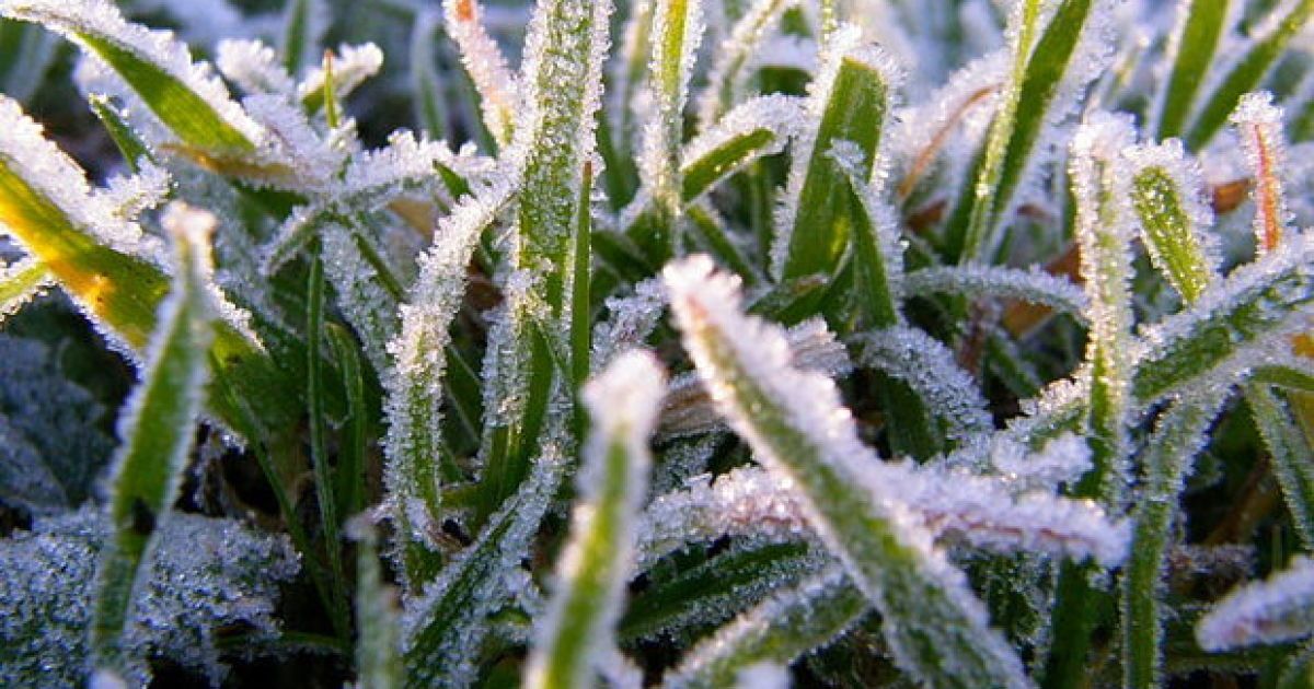 В Украине ожидаются заморозки