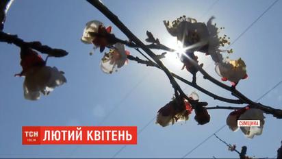 У Сумах казковий сніг став лихом для жителів