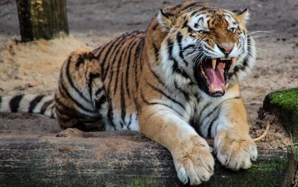 В Індії тигри за пару днів загризли п'ятьох осіб