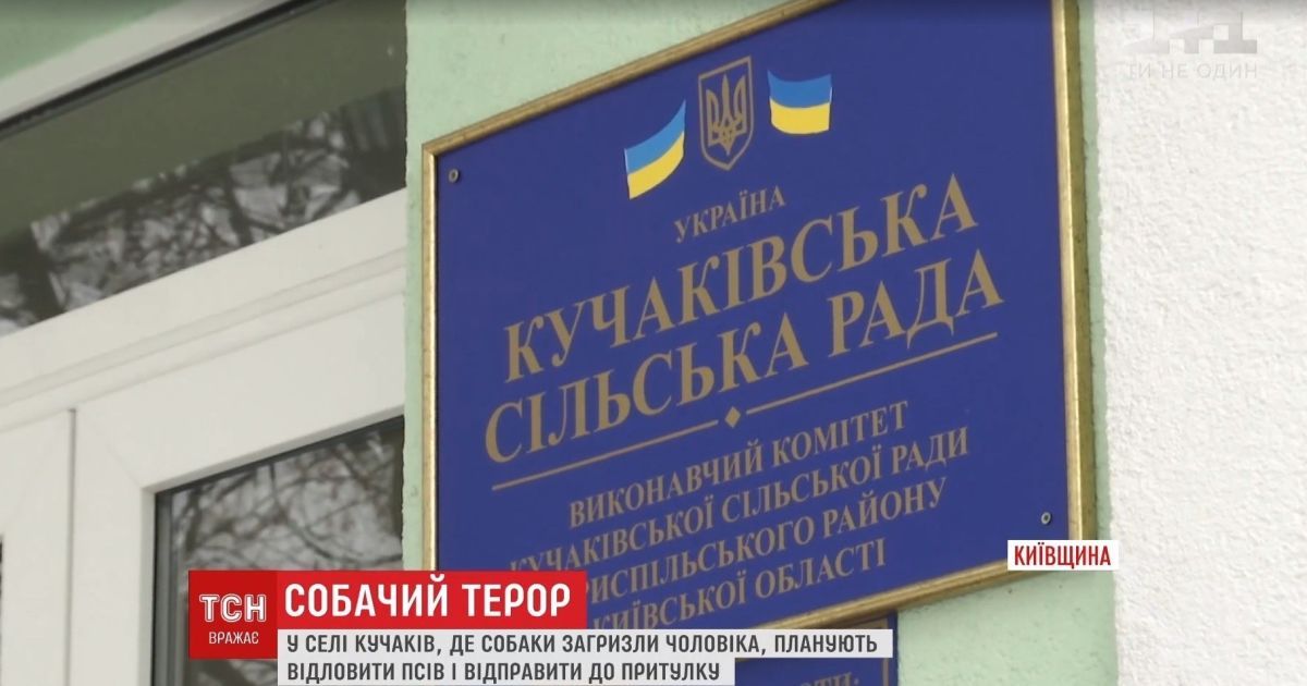 В селе под Киевом, где собаки загрызли ветерана АТО, животные напали на ребенка