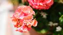 Чим підживити пеларгонію, щоб раніше зацвіла