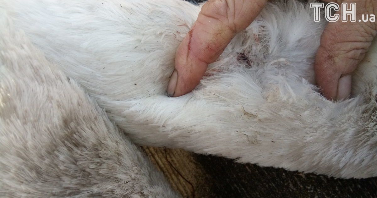 вбиті лебеді_3 / © ТСН.ua