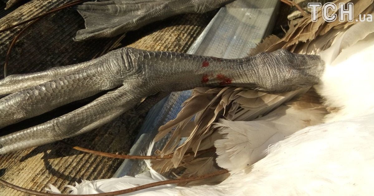 вбиті лебеді_2 / © ТСН.ua