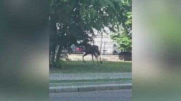 Посреди Киева свободно разгуливают лоси