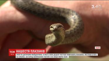 Метрова змія прикувала увагу школярів поблизу дитячого майданчика