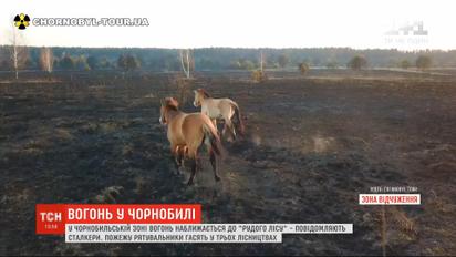Огонь в Чернобыльской зоне подходит к "Рыжему лесу" - сталкеры