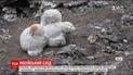 Журналісти викрили "іспанського диспетчера", який писав фейкові повідомлення про "Боїнг"