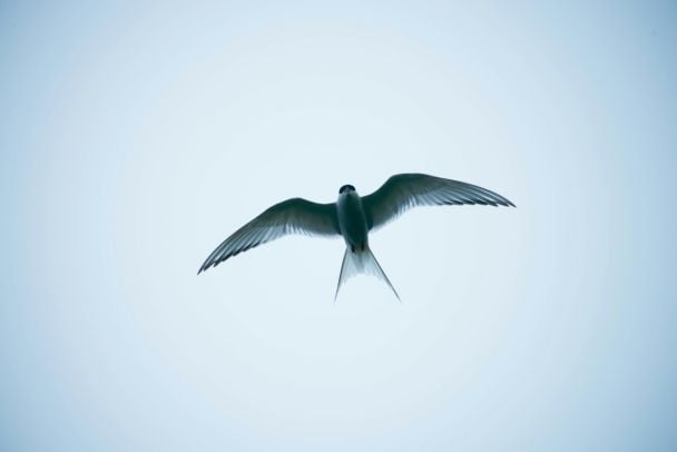 26 квітня вже ластівки прилетіли — чекайте на багатий урожай і тепло / © Unsplash