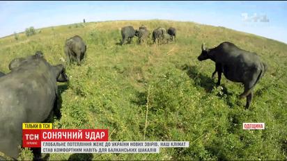 Глобальное потепление гонит в Украину новых причудливых зверей