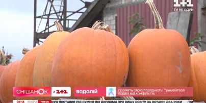 Украина – вторая в мире по производству тыквенных культур – Экономические новости