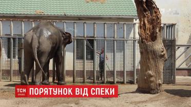 Как в зоопарке Харькова спасают любимцев от жары