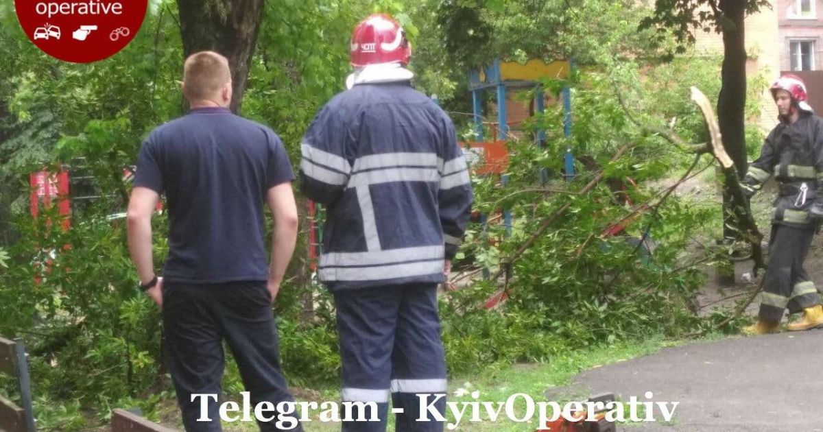 впало дерево