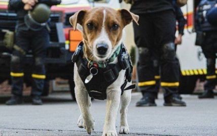 "Ніколи не бачив настільки відданих людей своїй справі": пес Патрон показав колег-рятувальників