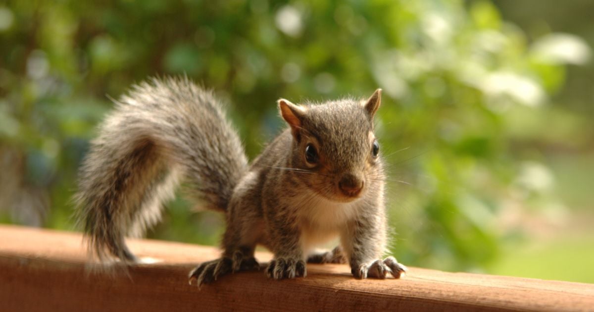 Белки заскочили в вагон поезда и заставили пассажиров бежать из вагона