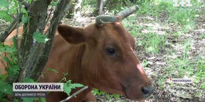 Покинуті телята і собаки – росіяни знищують Миколаївщину