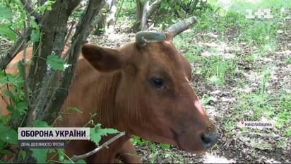 Покинуті телята і собаки – росіяни знищують Миколаївщину