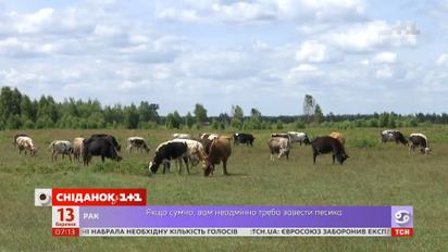 Україна зможе постачати молочну продукцію до Оману – Економічні новини