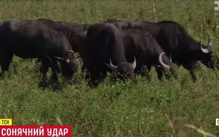 Шакалы, буйволы и бобры: в Украине прибавилось животных вследствие глобального потепления